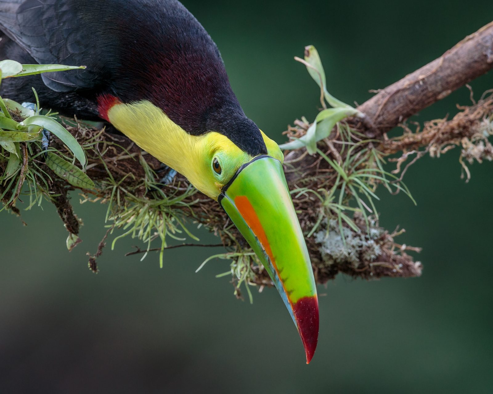 Wildlife in the forests of Costa Rica