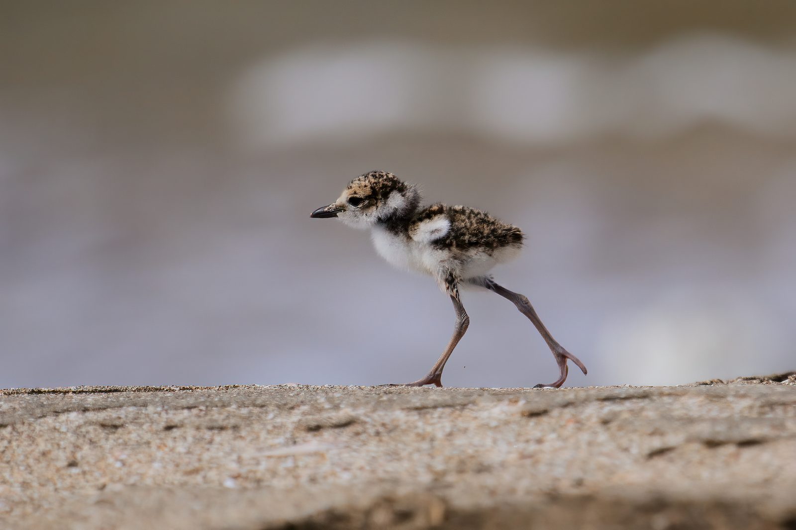 Charadrius wilsonia beldingi 3 CR