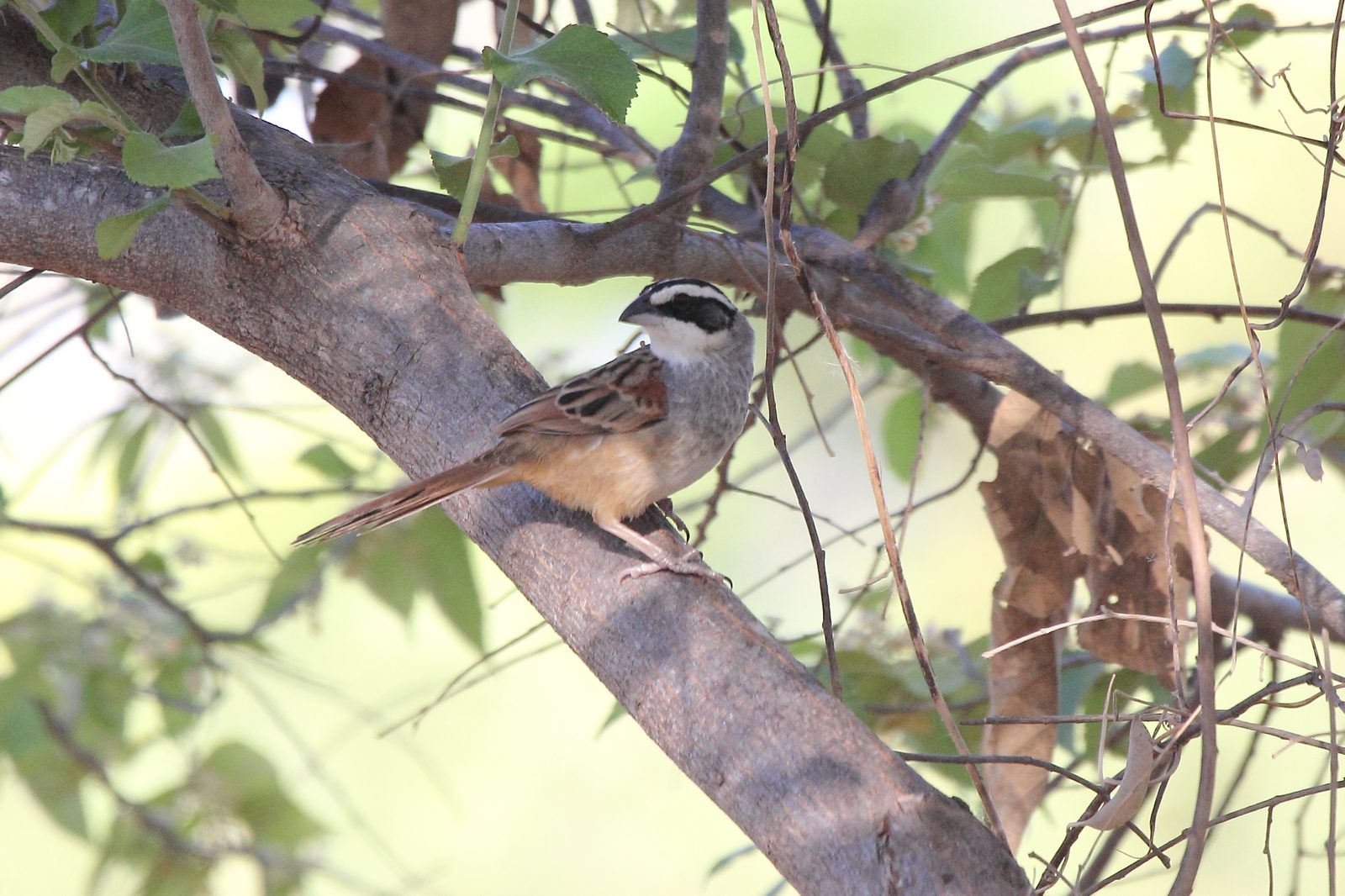 Peucaea ruficauda