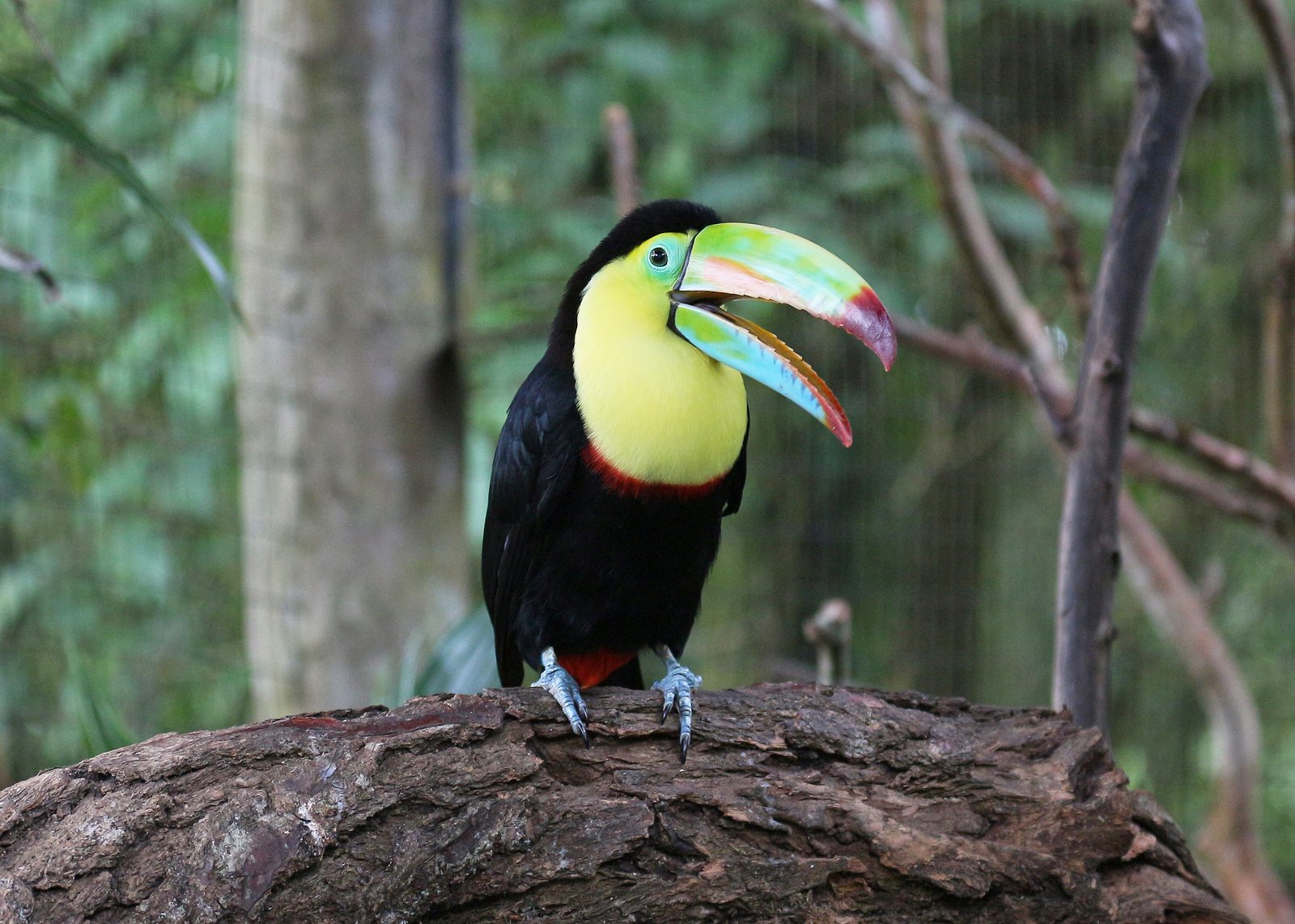 Keel-billed toucan in Costa Rica 03
