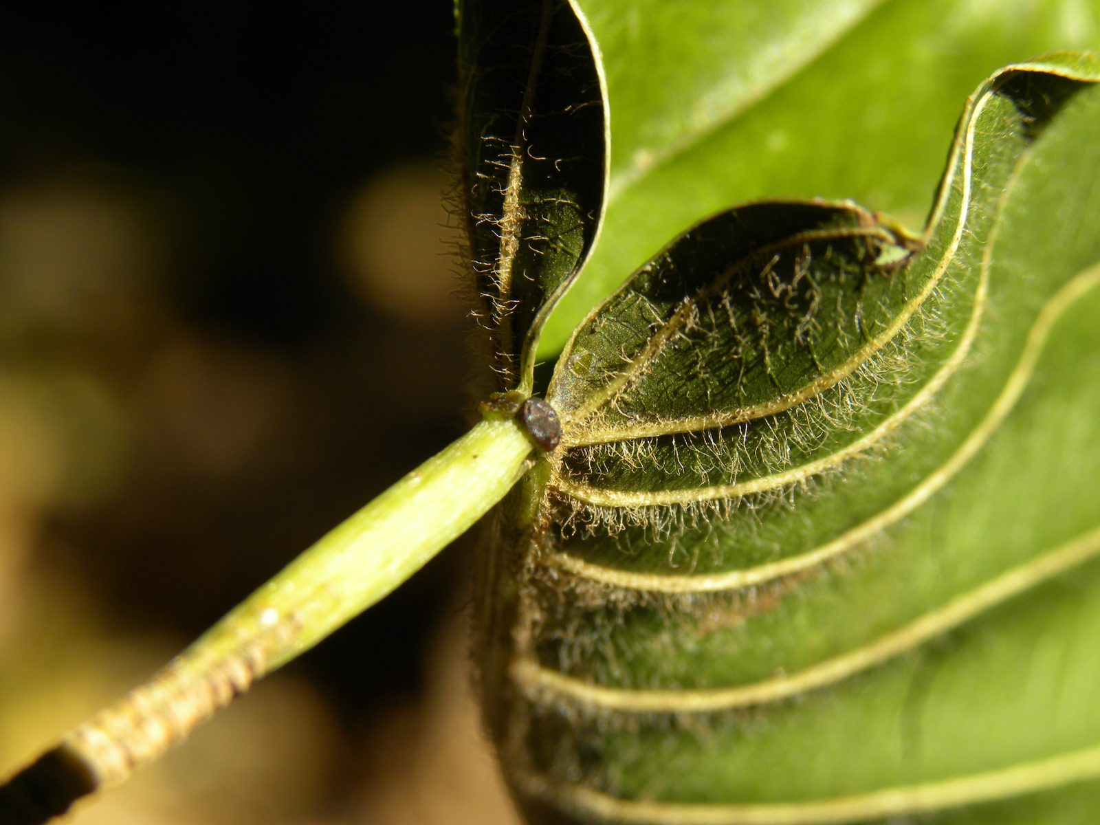Hura crepitans in Guanacaste, Costa Rica