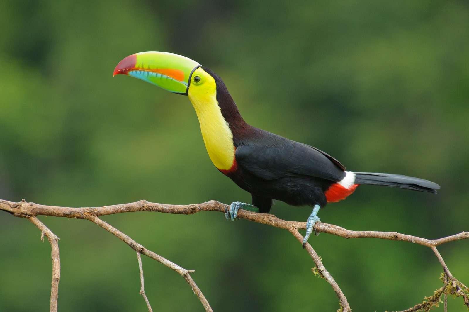 Keel billed toucan costa rica