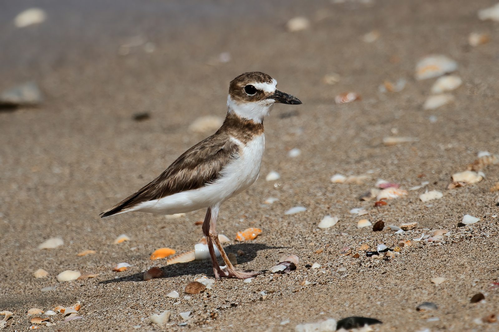Charadrius wilsonia beldingi CR