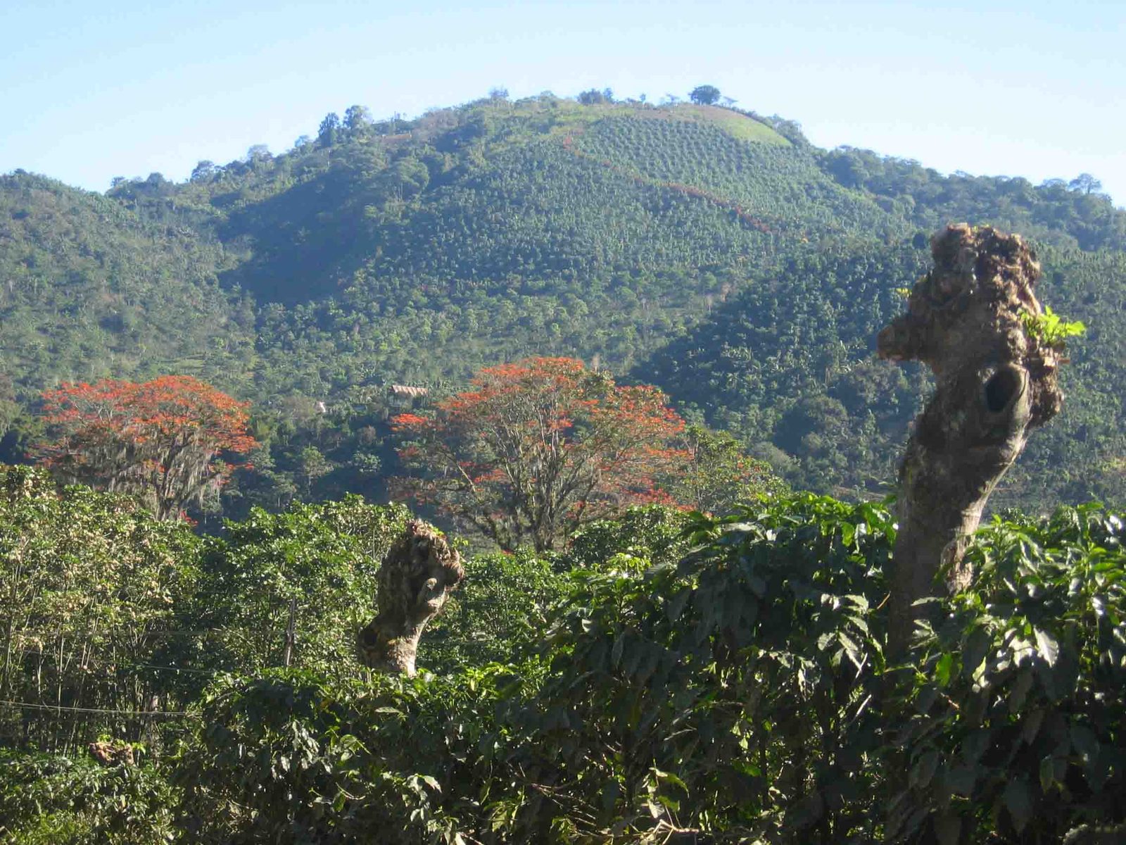 Coffee shadow trees costa rica