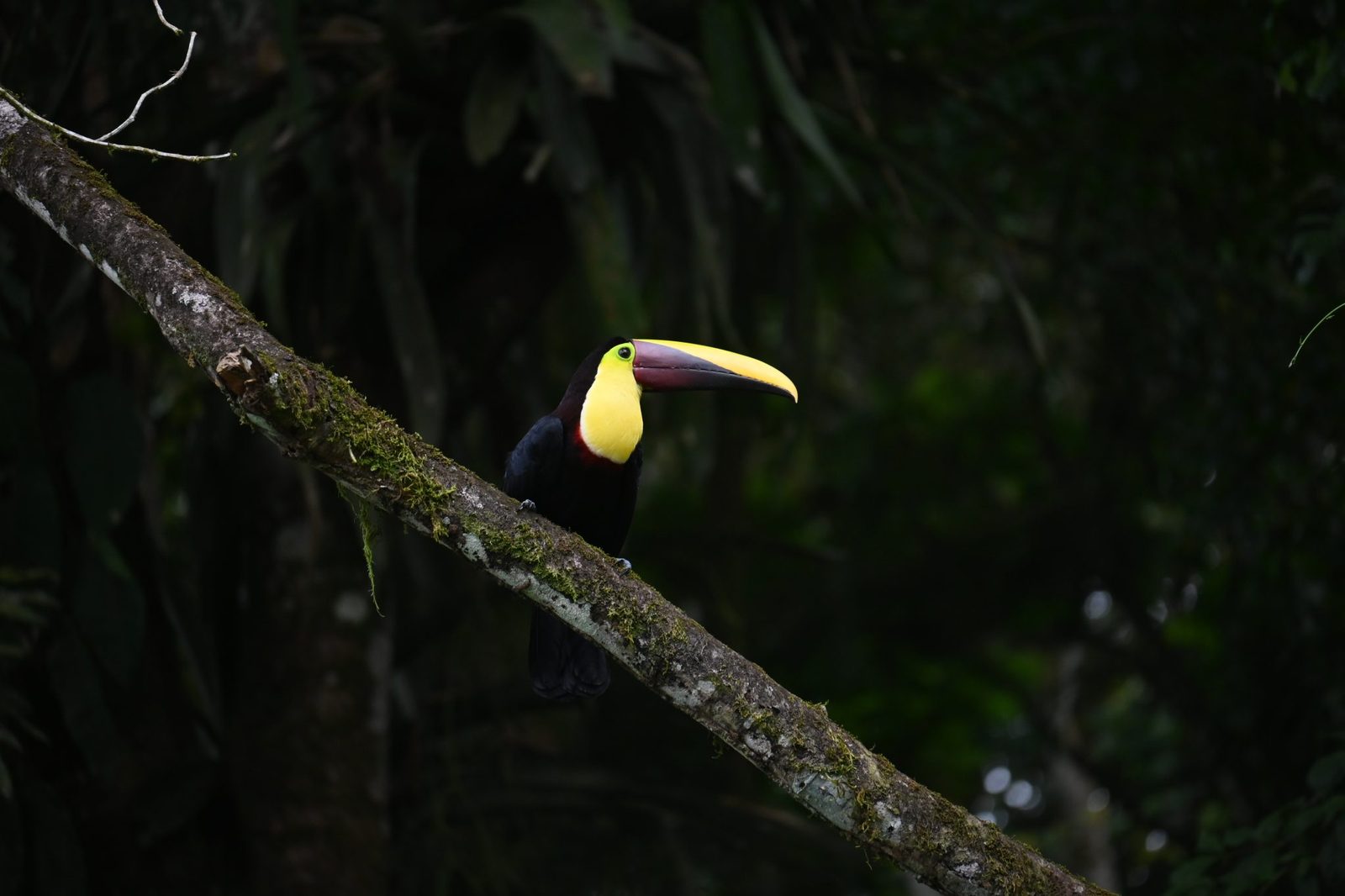 A keel-billed toucan resting on a moss-covered branch in a t