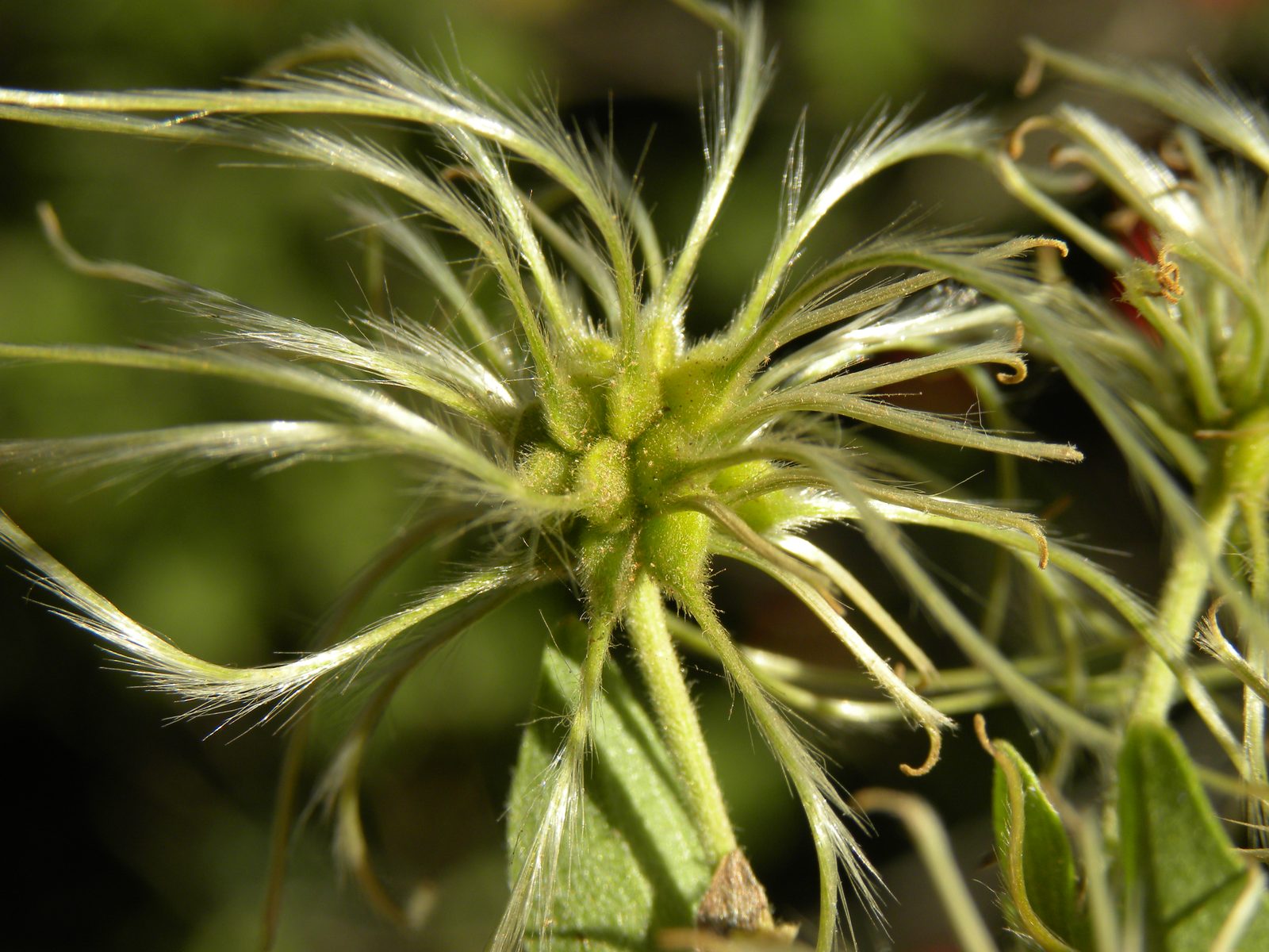 Clematis dioica in Guanacaste, Costa Rica