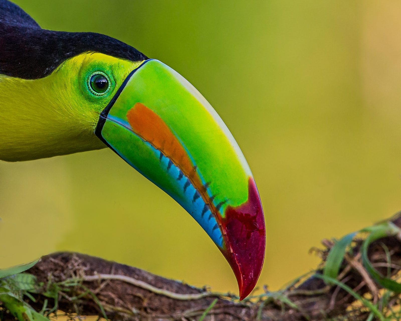 Wildlife in the forests of Costa Rica