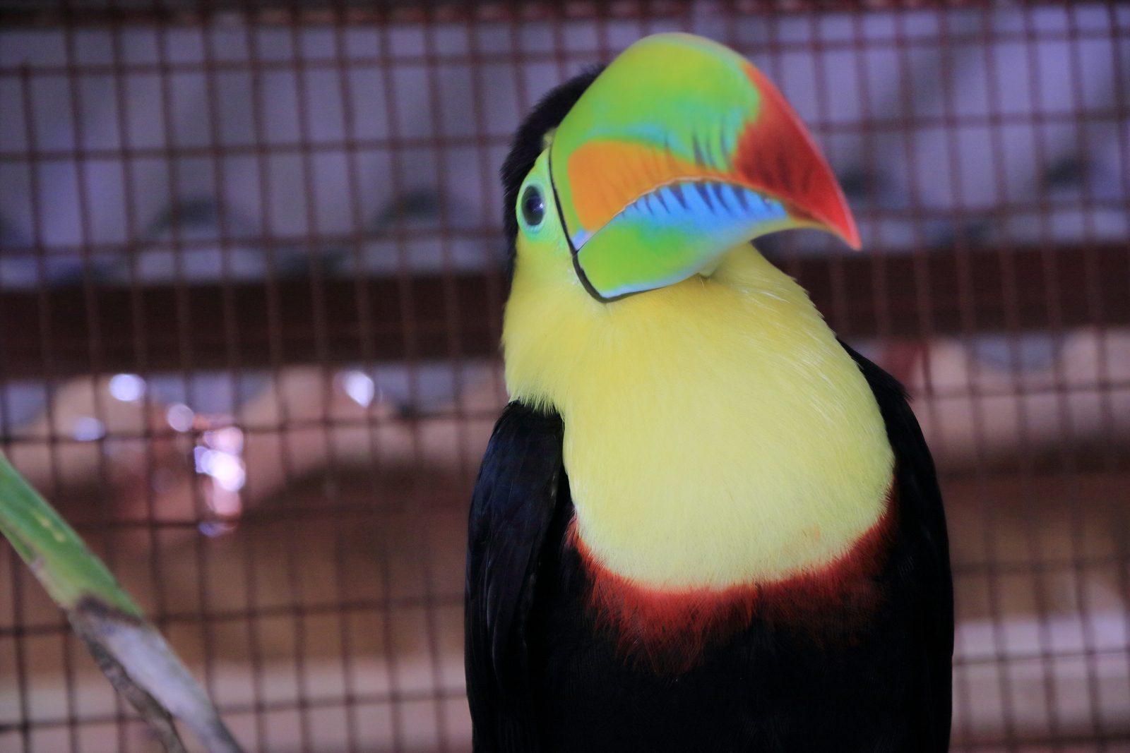 Ramphastos sulfuratus Keel-Billed Toucan 6093