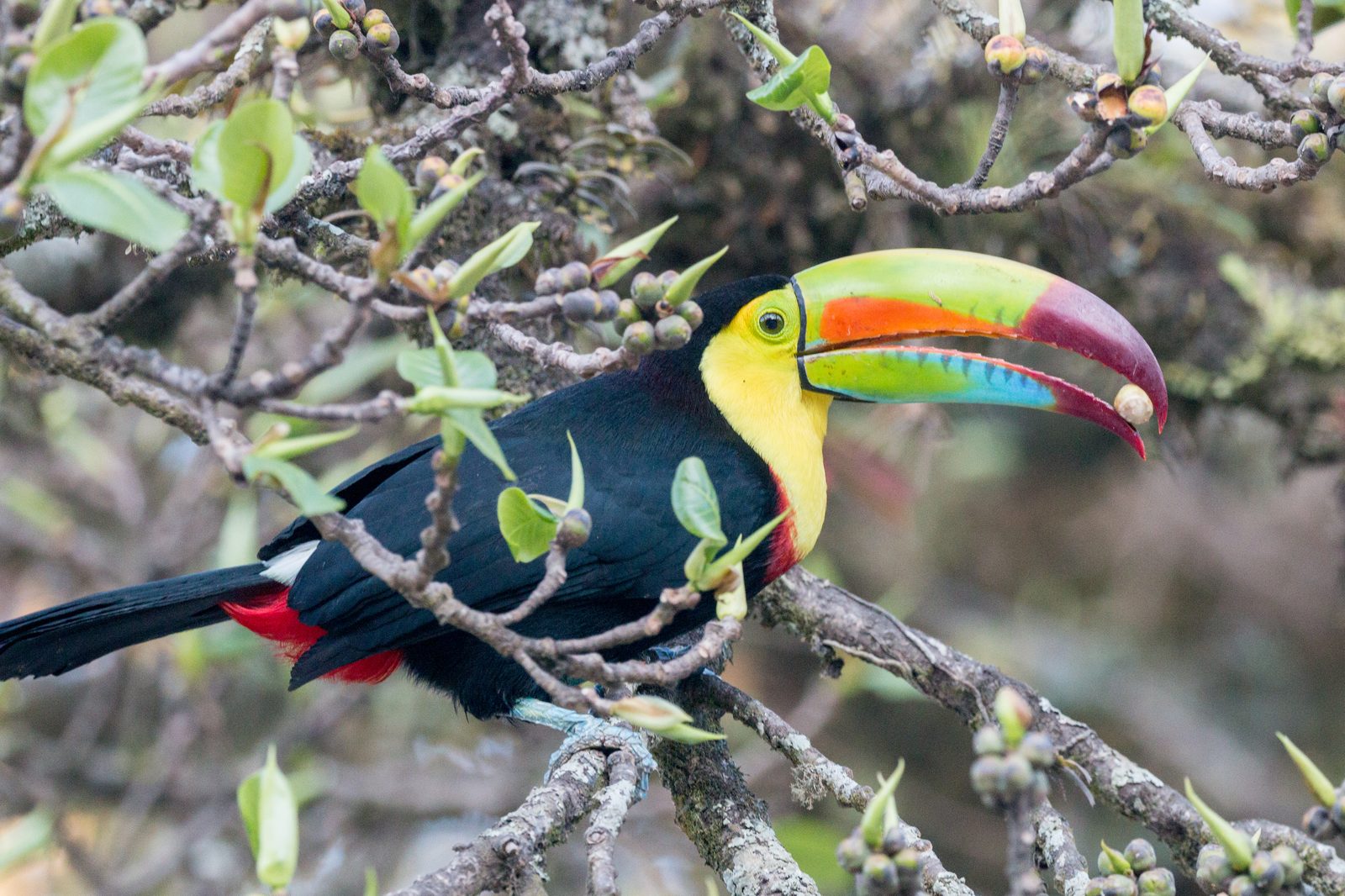 Wildlife in the forests of Costa Rica