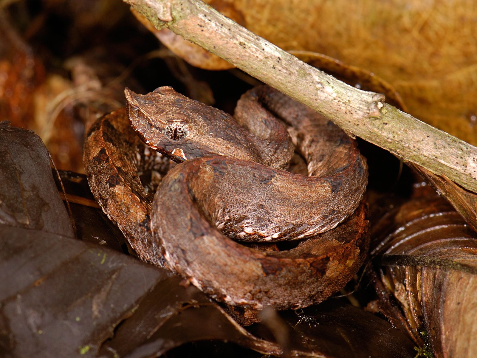Porthidium nasutum Costa Rica