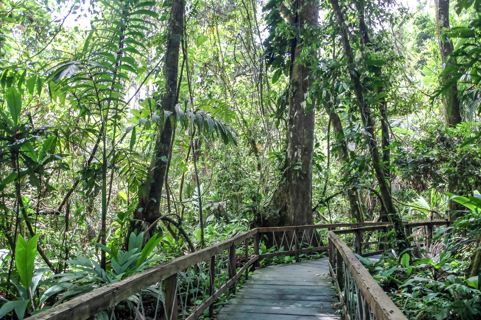 Costa Rica, Limón, Veragua Rainforest (corduroy road)