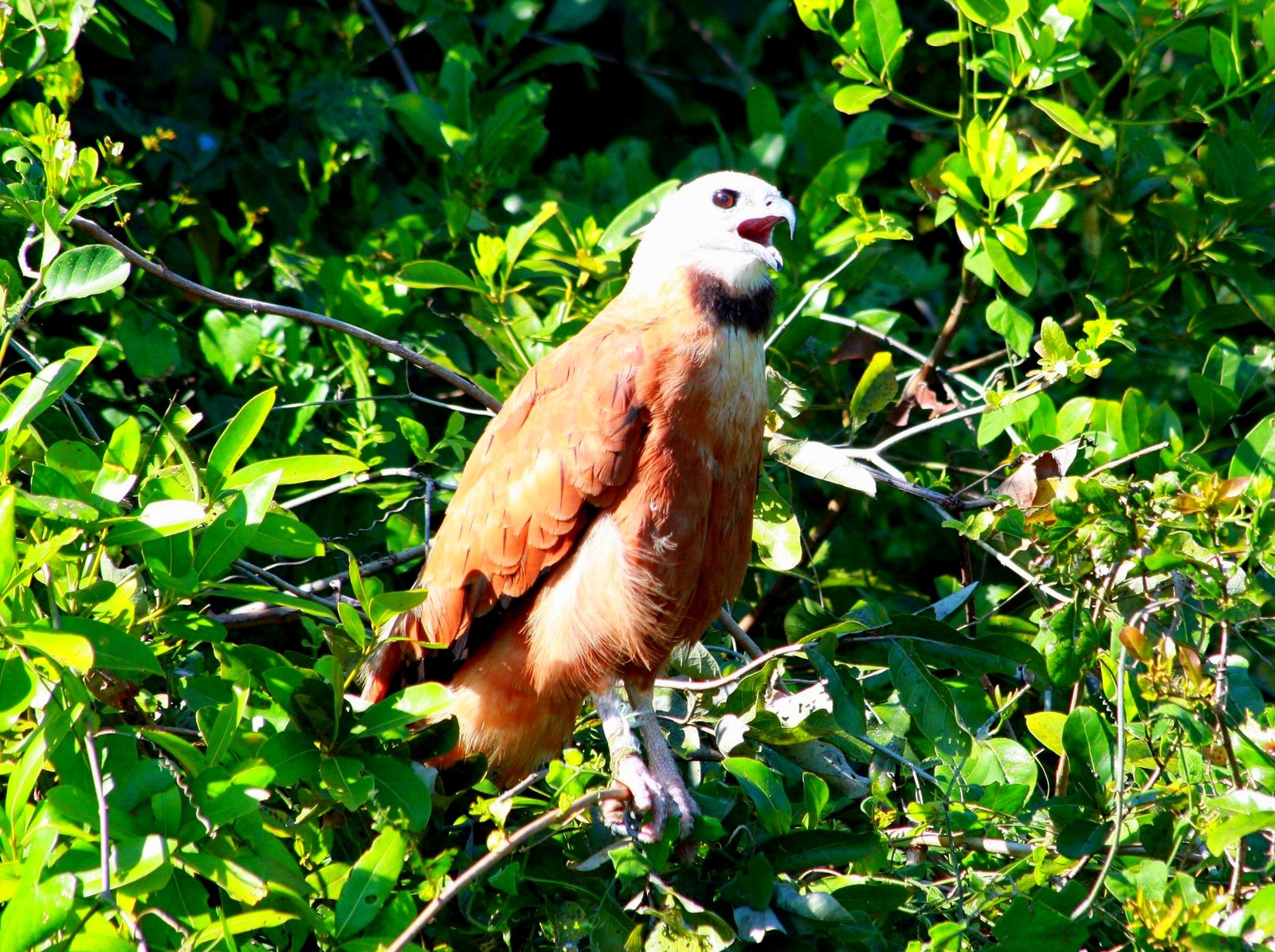 Pantanal Busarellus Nigricollis Buse à tete blanche Black Co