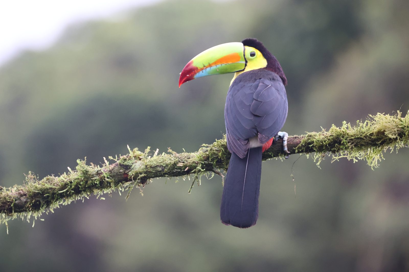 Wildlife in the forests of Costa Rica