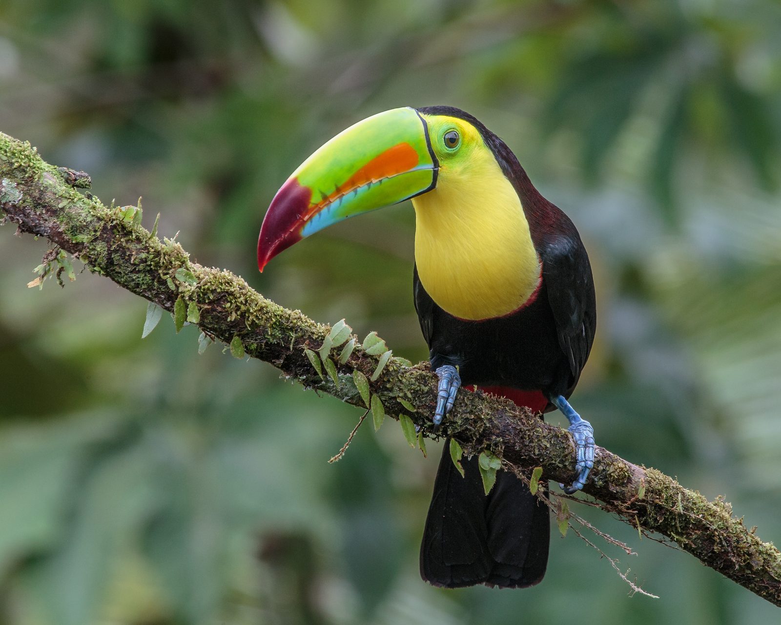 Wildlife in the forests of Costa Rica