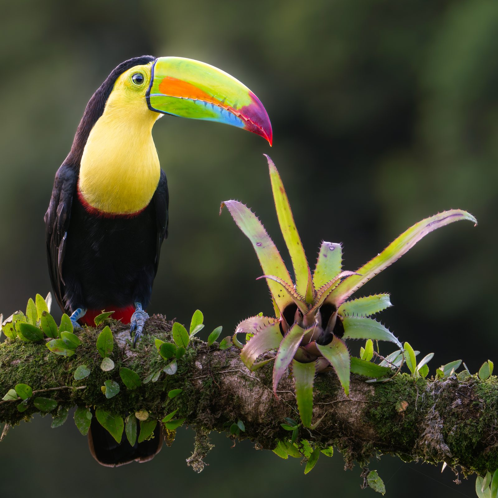 Keel-billed toucan in Costa Rica