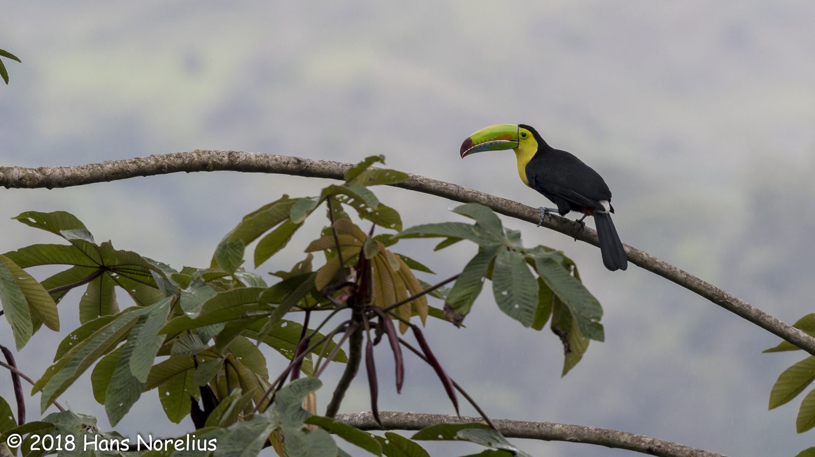 Wildlife in the forests of Costa Rica